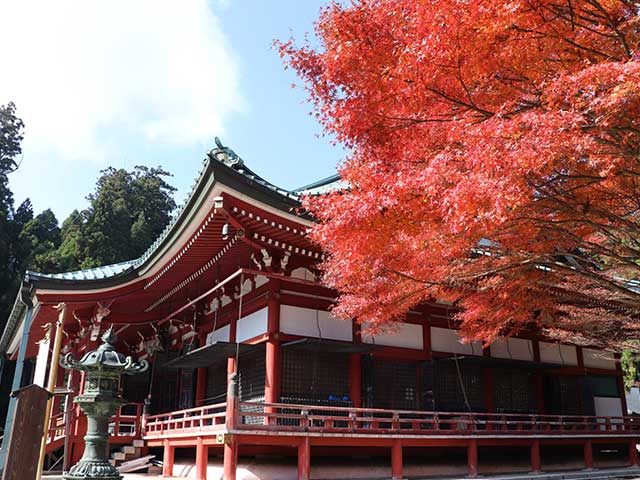 比叡山延暦寺東塔大講堂の紅葉